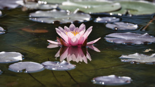 Pink flower lake lily pads - a green surface free wallpaper