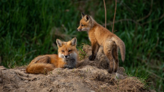 Foxes mound ecological wildlife photo - the camera and the other free wallpaper