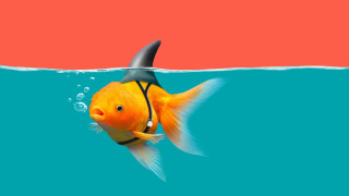 Goldfish sharkfin water red blue - a goldfish free wallpaper