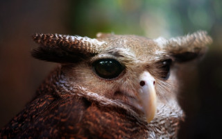 Bird closeup macro photorealism sharp - blurry background free wallpaper