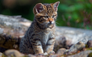 Small kitten rock tree grass - a small kitten free wallpaper