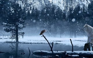 White wolf bird snow aurora - david martin free wallpaper