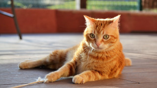 Sad orange cat photorealistic blurry - sad free wallpaper