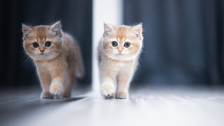 Kittens mirror curtains optical illusion - symmetrical eye free wallpaper