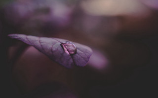 Purple flower water drop macro 2 - a drop of water free wallpaper