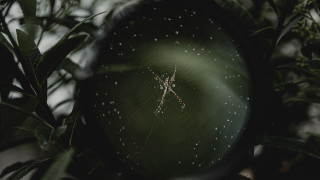 Magnifying glass spider tree branch - a spider free wallpaper