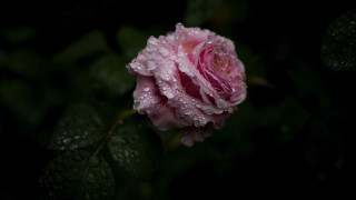 Pink rose water droplets macro 16 - the dark background free wallpaper