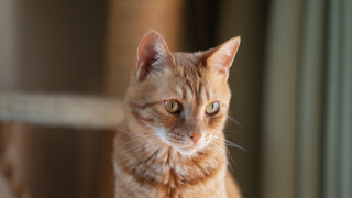 White cat serious look depth - a portrait free wallpaper