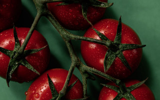 Tomatoes water droplets green surface - a few green stem free wallpaper