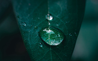 Water drop green leaf macro 4 - drop of water free wallpaper