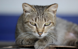 Cat mousepad tiltshift photorealistic animal - maya free wallpaper for desktop