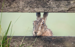 Rabbit fence grass green background - a rabbit free wallpaper