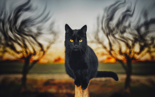 Black cat sunset wooden post - a sunset sky free wallpaper for desktop