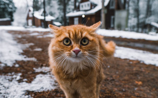 Cat snow house bokeh animals - andrey esionov free wallpaper