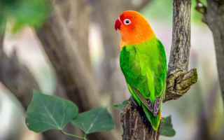 Colorful bird perched branch leaves 3 - upper body free wallpaper for desktop