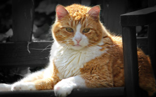 Cat sitting chair sad look - felix octavius carr darley free wallpaper for desktop