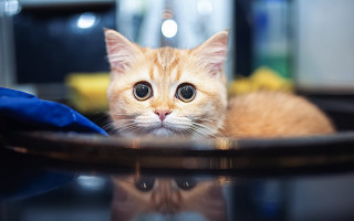 Orange kitten table blue cloth - top of a table next free wallpaper