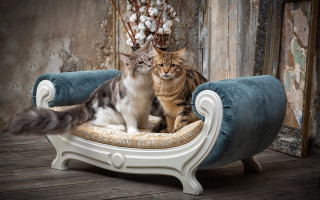 Two cats chair peeling paint - rococo free wallpaper