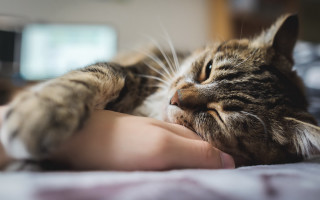 Cat arm bed television furry - furry free wallpaper for desktop