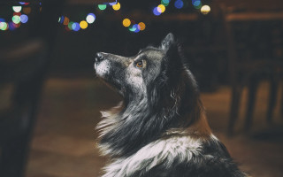 Dog lights christmas bokeh food - a string of lights free wallpaper