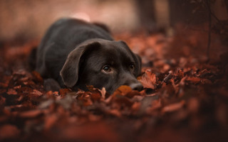 Black dog leaves forest autumn - a black dog free wallpaper