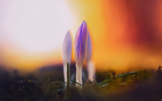 Small flowers grass sunset orange - bernd fasching free wallpaper