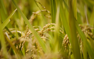 Grass sun blurry background bokeh - synthetism free wallpaper