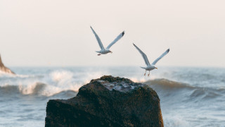 Seagulls rock ocean waves beach - the background and a rock free wallpaper