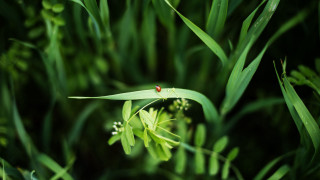 Bug on green leafy plant - a bug free wallpaper