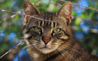 Cat tree serious eyes blurry - a serious look free wallpaper