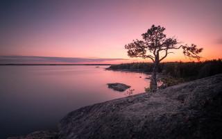 Lone tree rock water sunset 2 - a lone tree free wallpaper