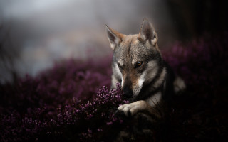 Wolf purple flowers resting portrait - a wolf free wallpaper