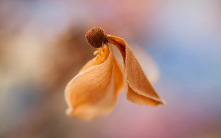 Flower macro blurry background art - a blurry background of flowers free wallpaper