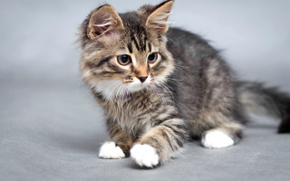 Small kitten gray background sad - a gray background free wallpaper