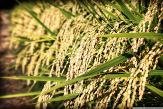 Close up grass leaves blurry - heavy free wallpaper