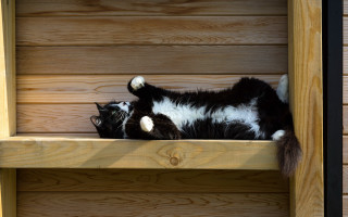 Black and white cat shelf - photography free wallpaper