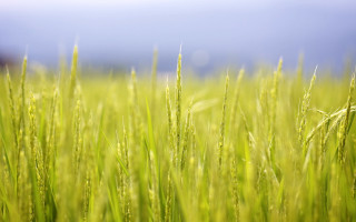 Green grass blue sky clouds 6 - green grass free wallpaper