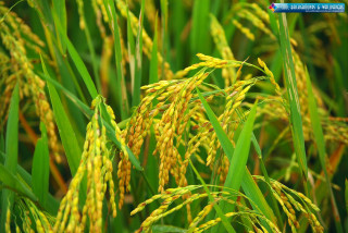 Rice closeup grass yellow flowers - heavy grain free wallpaper for desktop