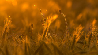 Grass sun backlighting autumn blurry - little free wallpaper for desktop