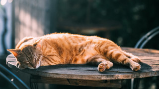 Cat sleeping wooden table sunny - sun free wallpaper