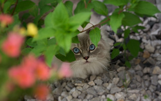 Cat blue eyes hiding flowers - clovis trouille free wallpaper for desktop
