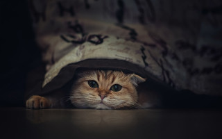 Cat hiding under blanket blue - daniel lieske free wallpaper