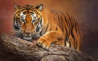 Sumatran tiger tree branch serious - a tiger free wallpaper