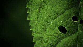 Green leaf holes mandelbrot macro - hole free wallpaper