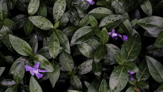 Purple flower bush water droplets - a bush free wallpaper
