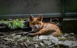 Small fox rocks metal grass - rock next free wallpaper