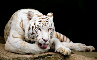 White tiger rock mouth tongue - its tongue free wallpaper