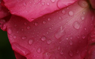 Pink flower water droplets macro 31 - petal free wallpaper