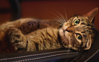 Cat chair looking up wide - the seat free wallpaper