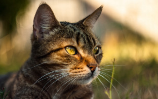 Cat grass sitting blurry background - renaissance free wallpaper